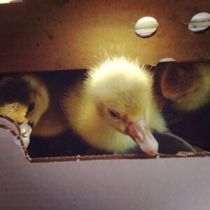 Brooders for Waterfowl Image